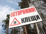 В Волгоградской области в лечебные учреждения обратилось 705 человека, укушенных клещами