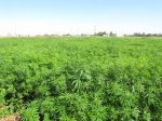 Сотрудники волгоградского наркоконтроля задержали местных жителей выращивавших поле конопли