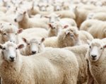 Гражданин Украины пытался незаконно перегнать в Россию отару овец