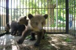 Как живется медвежатам в Белокалитвинском зоопарке