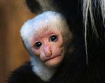 В ростовском зоопарке родился детеныш черно-белых обезьян колобусов