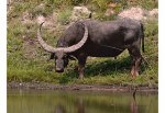 В зоопарк Ростова приехали 3 буйвола с гигантскими рогами из Индии