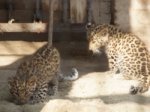 Ростовчане увидят котят дальневосточного леопарда после 21 сентября