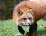 В Ростовской области бешеная лиса напала на сторожевую собаку