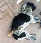 В пса воткнули вилы в Ростовской области