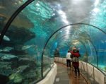 Для создания в зоопарке Ростова подводного коридора ищут инвестора