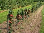 В Белокалитвинском районе появится фруктовый сад