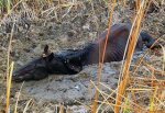 Утонувшую в грязи лошадь откапывали 6 часов вручную в Ростовской области