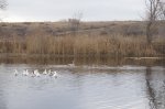 В Белокалитвинском районе расстреляли лебедей 