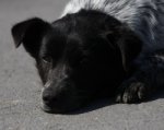 Чтобы найти хозяйку, на больных лапах пес пробежал 300 км до Ростова