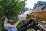 Корова домычалась до бешенства в Ростовской области