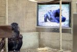 Обезьянке установили телевизор в Ростовском зоопарке