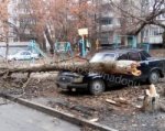 На «Волгу», припаркованную в неположенном месте, рухнуло дерево