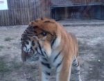 Ростовский зоопарк: спасенного тигра выпустили в открытый вольер