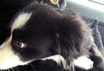 Освободили собаку, замурованную в гараже, вскрыв ворота в Ростовской области