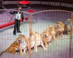 Дрессировщик без ноги выступает в ростовском цирке