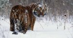 Тигр Устин из ростовского зоопарка радовался снегу и морозу