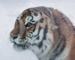 Тигр Устин из ростовского зоопарка радовался снегу и морозу