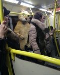 В ростовском автобусе замечен человек-кот