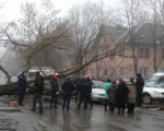 В Таганроге сухое дерево придавило два автомобиля