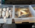 В Первомайском районе у торговца изъяли 20 кг незаконной рыбы