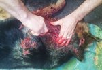 Приют для животных г. Шахты не стали штрафовать за раненую собаку