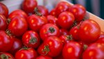В Краснодаре Россельхознадзор уничтожил санкционные клубнику и томаты