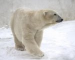 В ростовском зоопарке в субботу пройдет день полярного медведя