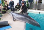 Дельфины из Ростовского дельфинария участвовали в учениях