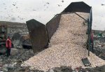 18 тонн санкционных шампиньонов из Польши уничтожили на полигоне отходов в Ростовской области