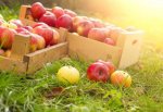 12,5 тонн яблок, груш и лимонов закопали на свалке в Ростовской области