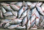 В г. Шахты ликвидировали крупный подпольный рыбный цех, изъято 10 тонн рыбы