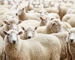 Ветинспекторы задержали 120 нелегальных овец из Дагестана