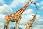 Ростовский зоопарк получит жирафов, оленя Давида, сурикатов и лису фенёк
