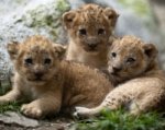 В ростовском зоопарке не рекомендуют содержать дома львов