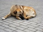 Сотрудники Белокалитвинского ГО и ЧС спасли бездомную собаку