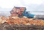 Уничтожили 26 тонн санкционных яблок, задержанных в г. Шахты на аютинском посту