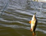 В донском регионе за незаконную ловлю рыбы задержали троих мужчин