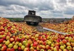 178 тонн прекрасных яблок закатано в землю бульдозером