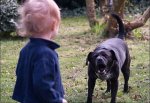 Бешеная собака покусала 5-летнего малыша в Ростовской области