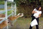 Лама плюнула в лицо посетительнице Ростовского зоопарка