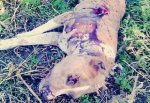 Cадист жестоко расправился с собакой в городе Шахты