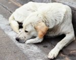 Неизвестные в Александровке травят собак
