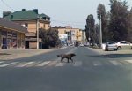 Собаки научились переходить дорогу по «зебре» в Ростовской области