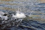 Утонул на глазах отдыхающих 36-летний житель Ростова в Цыганском озере