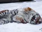 Любой желающий может взять под опеку животное из ростовского зоопарка