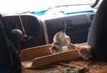 В маршрутке поселились 4 котенка — водитель возит их с собой