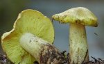 Четверо белокалитвинцев, отравившихся грибами, доставлены в ЦРБ 
