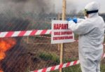Сожгли 200 свиней из-за африканской чумы в Ростовской области
