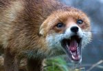 Убили бешеную лису в Ростовской области